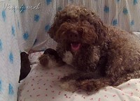 20170209-lagotto-3