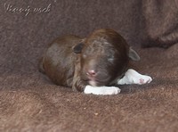 20170213-lagotto-8