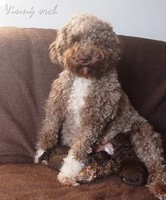 20170213-lagotto-9